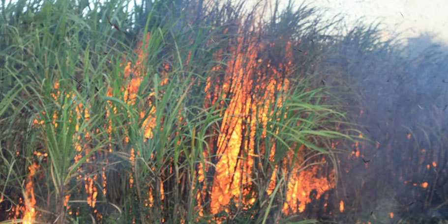 Belated Financial Report Unravels Scope of Sugar Industry Group’s Woes | The Reporter | #1 Latest Ethiopian News Today Belated Financial Report Unravels Scope of Sugar Industry Group’s Woes | The Reporter | #1 Latest Ethiopian News Today